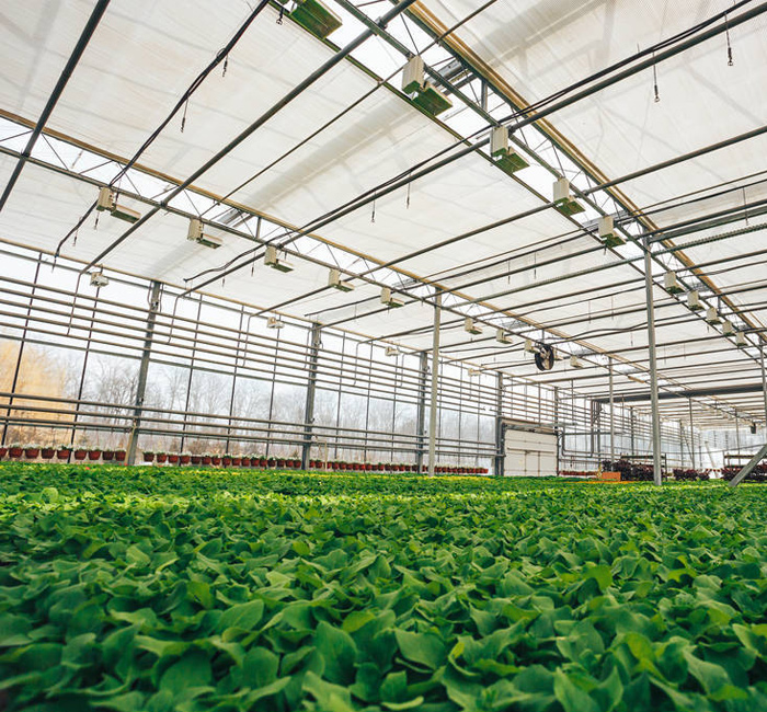 Agricultural Scenario